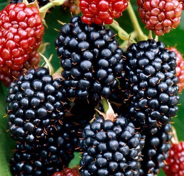 Ежевика Дарроу (Darrow)